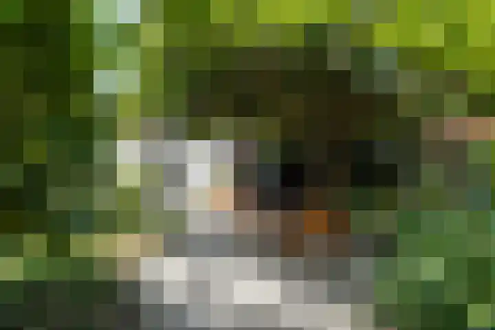 Beukendreef 50 Oisterwijk thumbnail 47