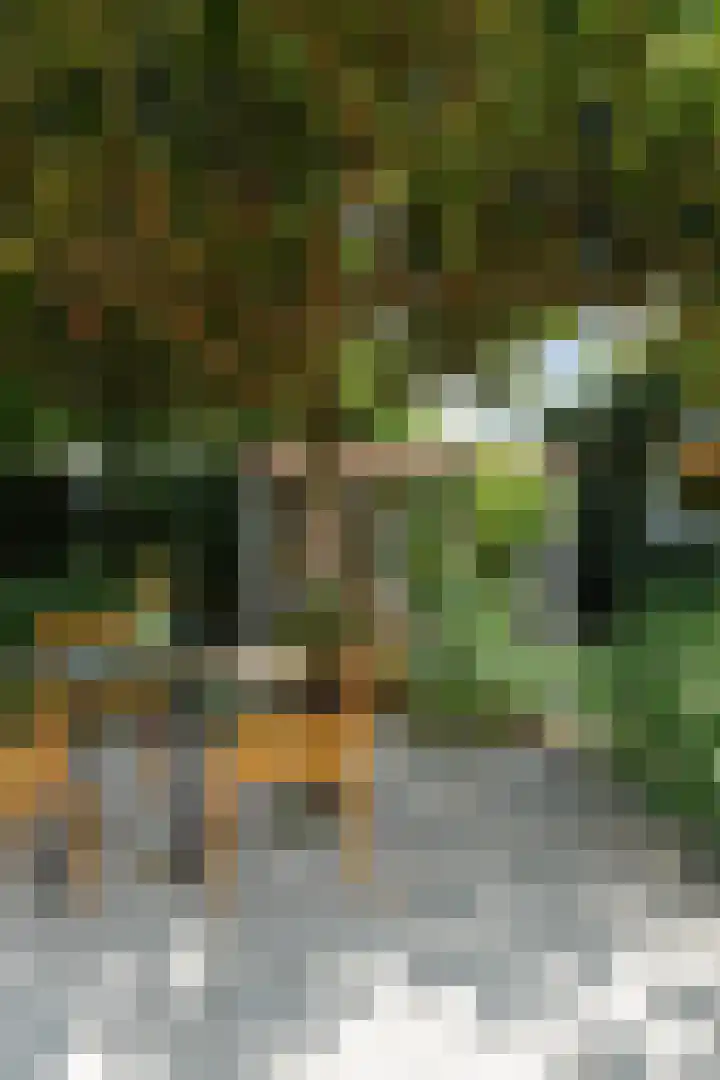 Beukendreef 50 Oisterwijk thumbnail 48