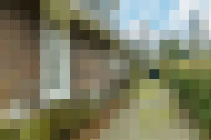 Beukenweg 11 Velp thumbnail 44