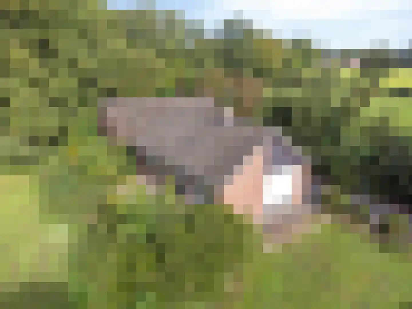 Beuningerstraat 5 de Lutte thumbnail 4