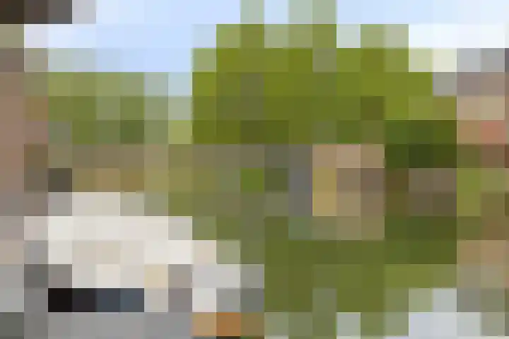 Bezeel 47 Rhoon thumbnail 37