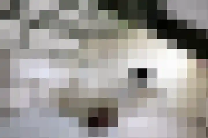 Biesakkers 6 Goirle thumbnail 28