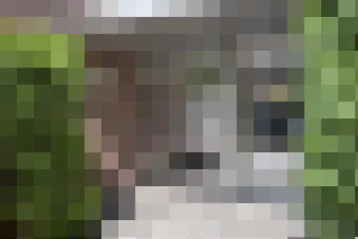 Biesdelselaan 2 e Velp thumbnail 5