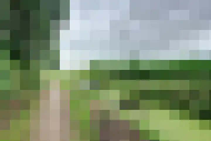 Bieselaar 26 's Gravenmoer thumbnail 43
