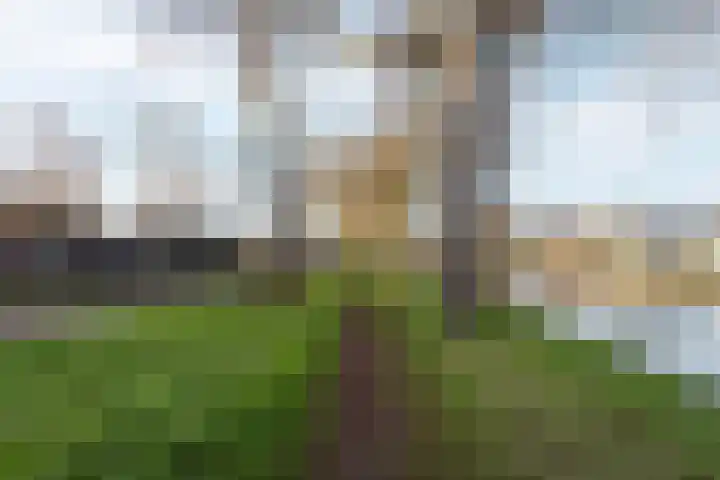 Biest 128 Weert thumbnail 42