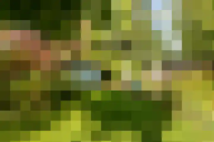 Biesveld 4 Rijsbergen thumbnail 40