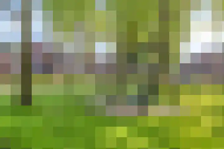 Biesveld 7 Someren thumbnail 49