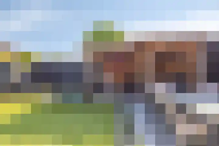 Biesveld 7 Someren thumbnail 6