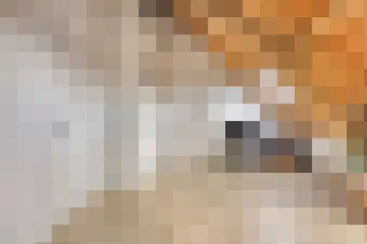 Biezendijk 34 Veghel thumbnail 41