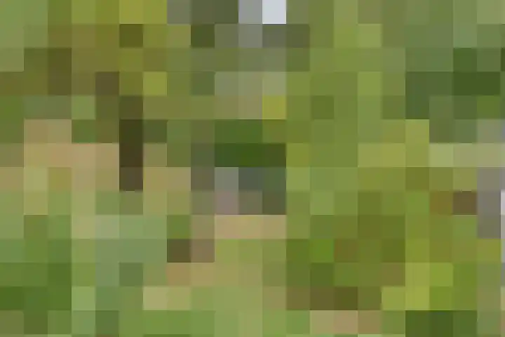Biezendijk 34 Veghel thumbnail 58