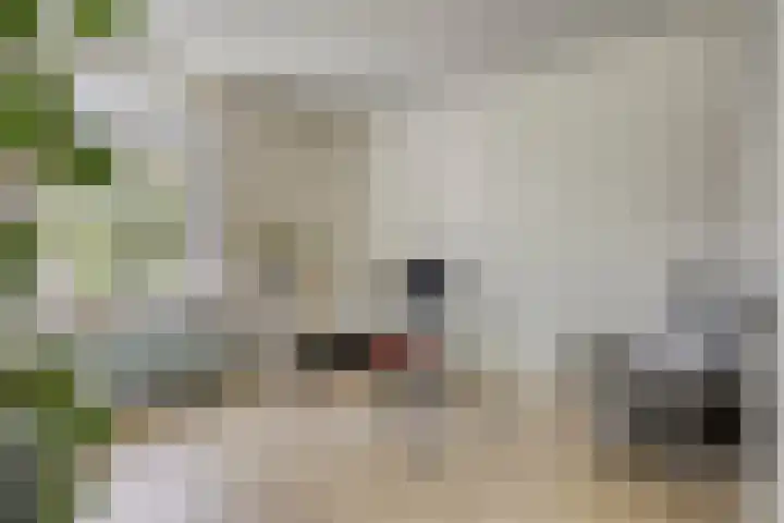 Biezendijk 34 Veghel thumbnail 7
