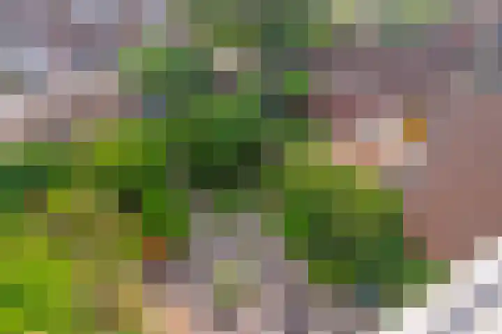 Biezenloop 24 Tilburg thumbnail 22