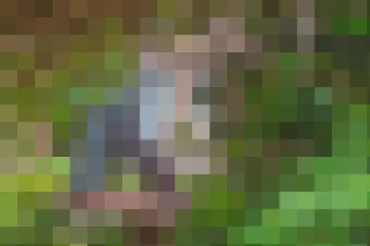 Biezenloop 24 Tilburg thumbnail 28