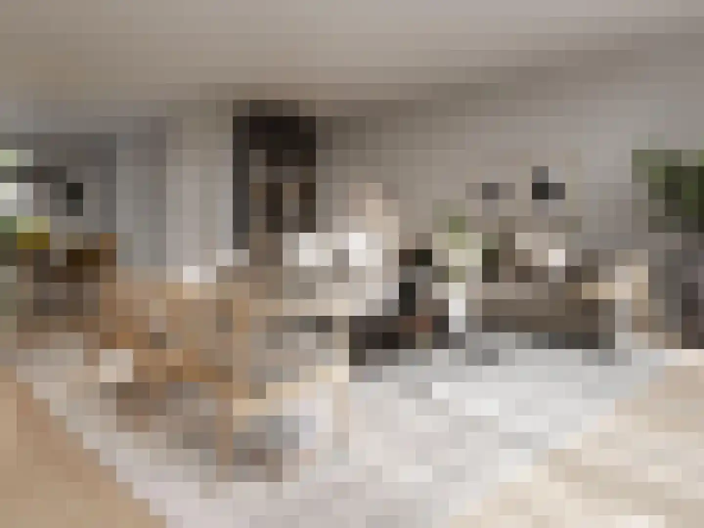Bijentuin 221 Veenendaal thumbnail 10
