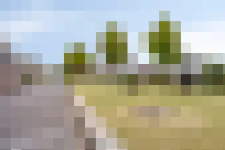 Bilzekruid 9 Berghem thumbnail 31