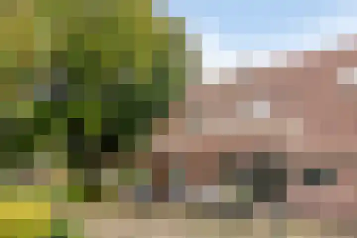Bilzekruid 9 Berghem thumbnail 8