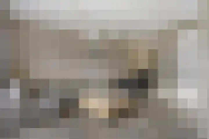 Bindwilg 5 Kampen thumbnail 4