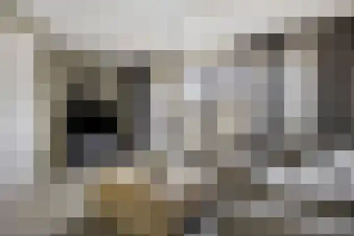 Bindwilg 5 Kampen thumbnail 5