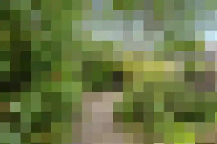 Bitterschoten 8 Leusden thumbnail 10