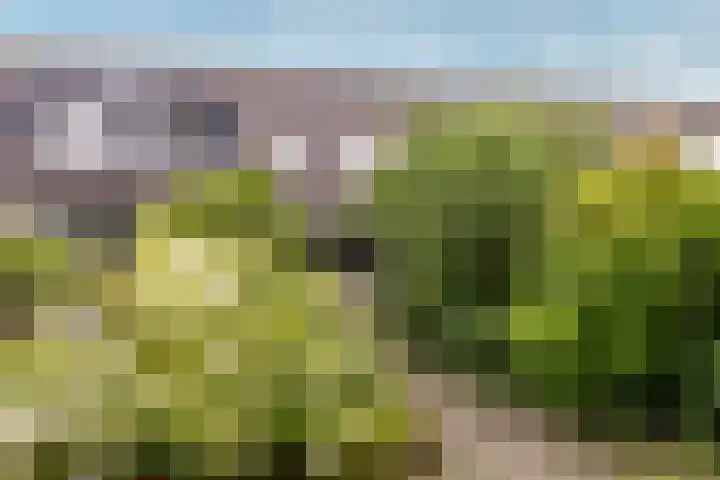 Bitterschoten 8 Leusden thumbnail 12