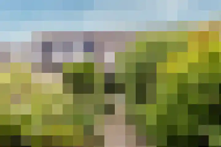 Bitterschoten 8 Leusden thumbnail 13