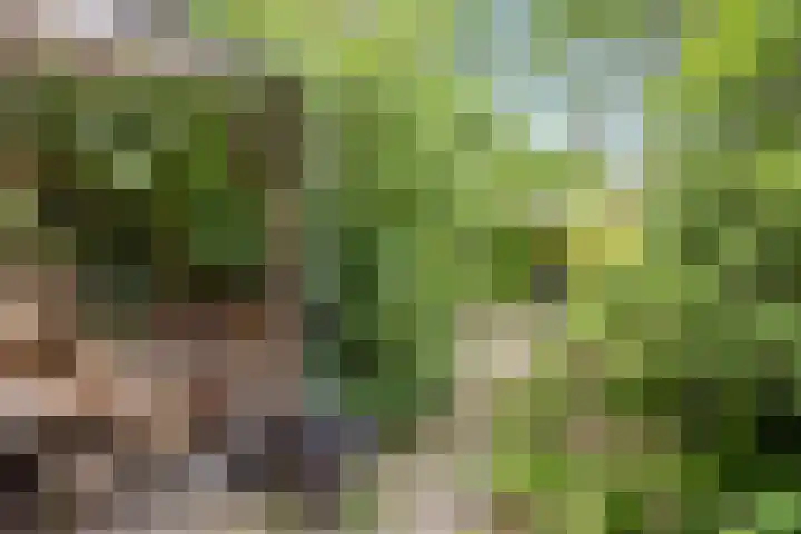 Bitterschoten 8 Leusden thumbnail 4