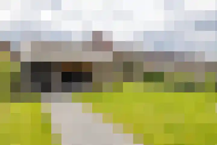 Blaarkop 83 Meerstad thumbnail 37