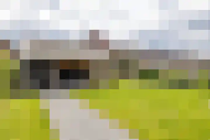 Blaarkop 83 Meerstad thumbnail 4