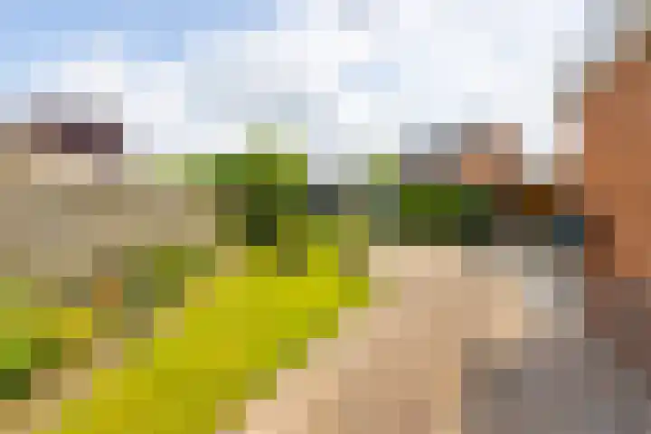 Bladriet 1 Werkendam thumbnail 36