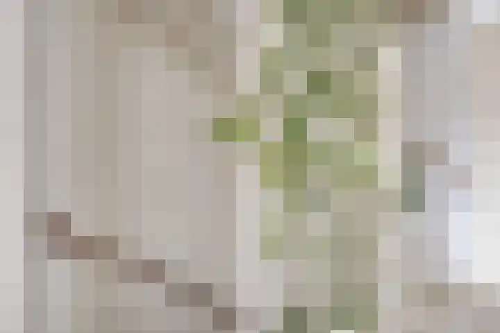 Blauwe Schoe 10 Goes thumbnail 25