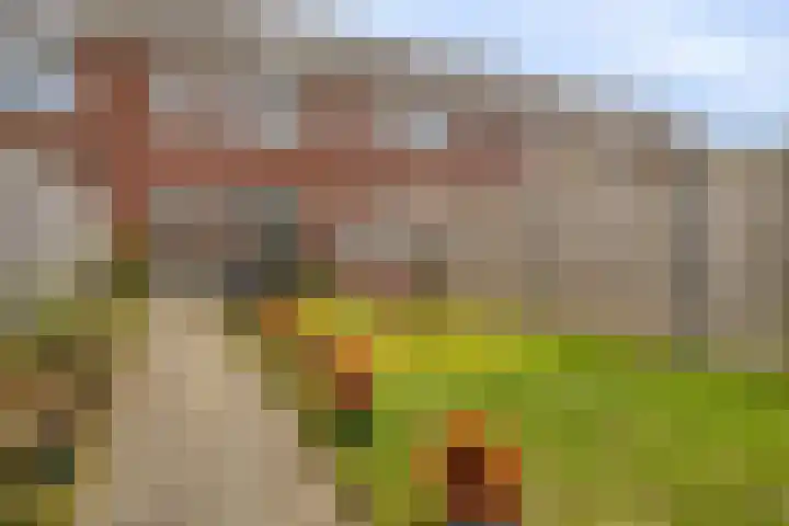 Blauwe Schoe 10 Goes thumbnail 33