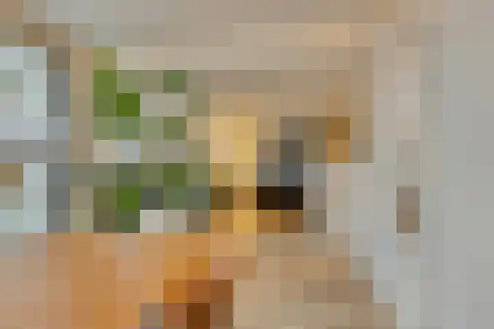 Blauwtjes 45 Breda thumbnail 18