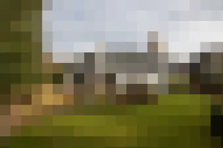 Bloedkoraal 5 Eindhoven thumbnail 29