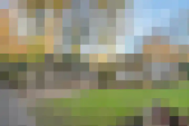Bloeme-weide 6 Haarle thumbnail 41