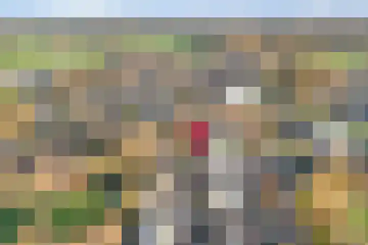 Bloeme-weide 6 Haarle thumbnail 5
