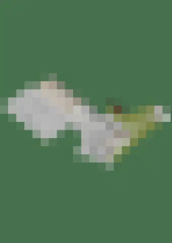 Bloeme-weide 6 Haarle thumbnail 87