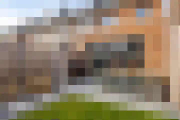 Bodemmes 5 Best thumbnail 35
