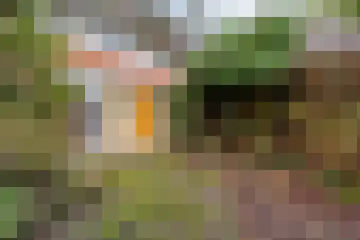 Bodohout 37 Zoetermeer thumbnail 13