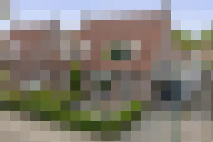 Boekweit 10 in Eersel