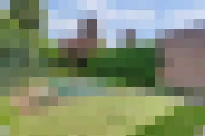 Boekweit 53 Eersel thumbnail 47