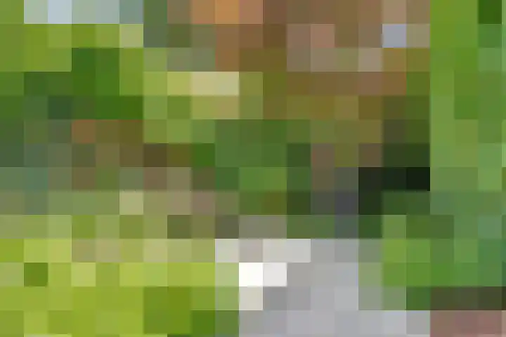 Boekweit 53 Eersel thumbnail 48