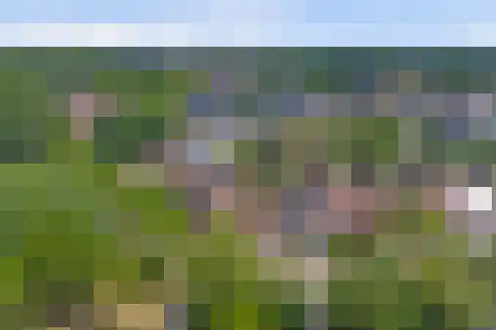 Boekweit 53 Eersel thumbnail 54