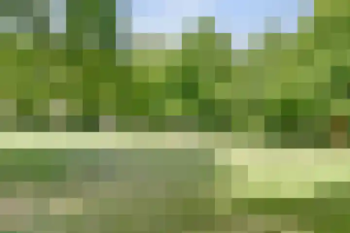 Boekweit 53 Eersel thumbnail 57