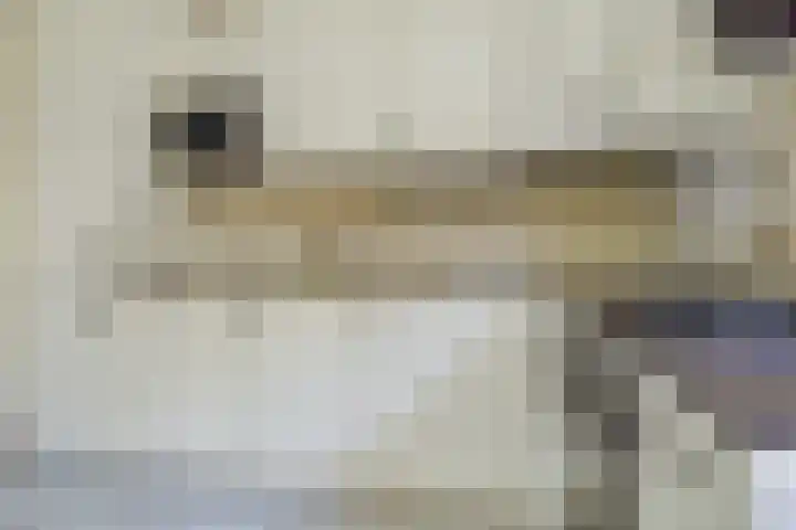 Boekweitakker 15 Zoetermeer thumbnail 12