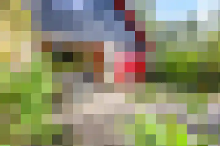 Boekweitakker 2 Doorn thumbnail 4