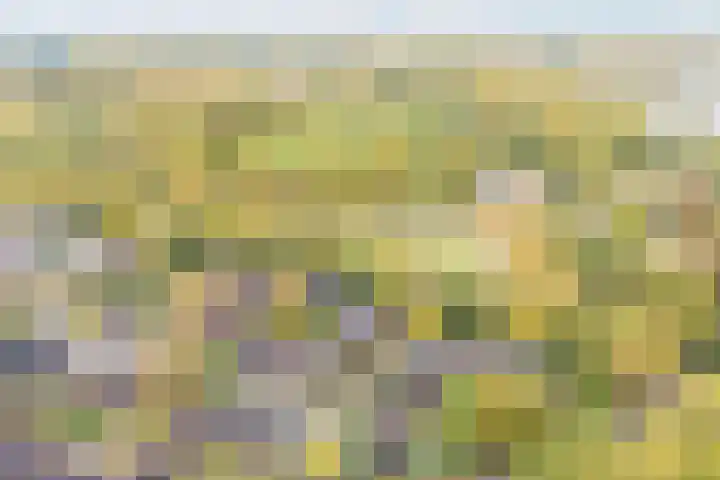 Boekweitakker 2 Doorn thumbnail 50