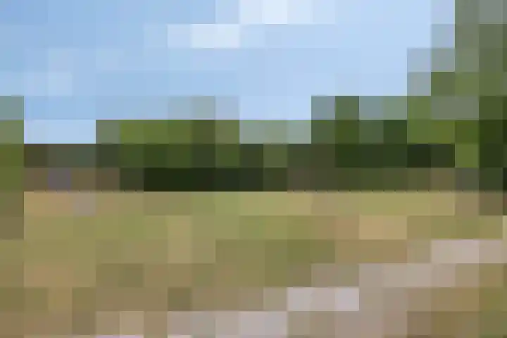 Boekweitakker 7 Pijnacker thumbnail 31
