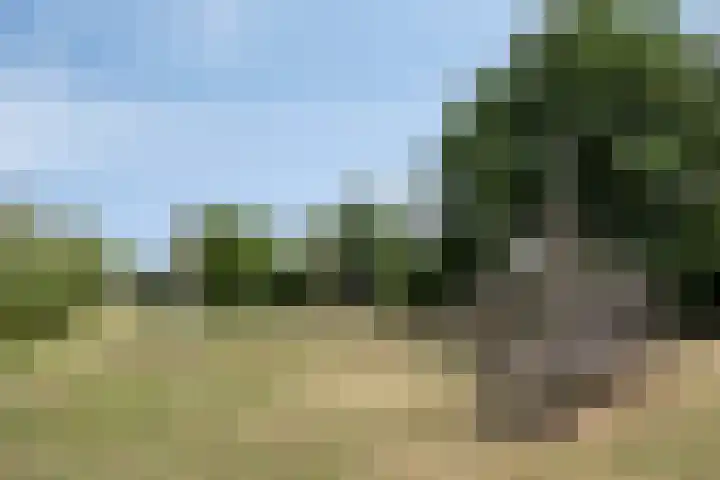 Boekweitakker 7 Pijnacker thumbnail 32