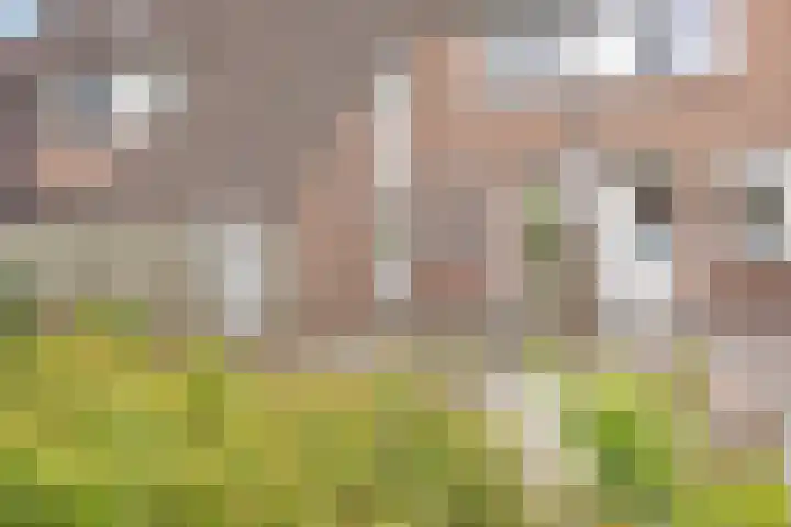 Boekweitveld 6 Assen thumbnail 6
