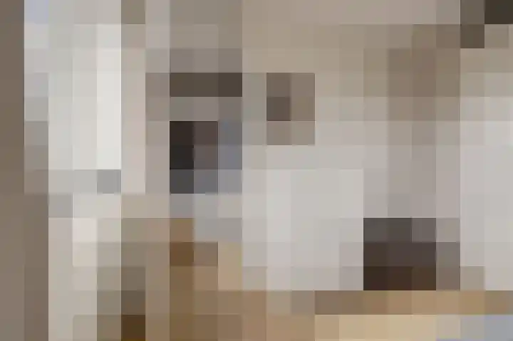 Boelekade 48 a Gouda thumbnail 19